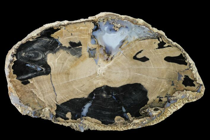 Petrified Wood (Schinoxylon) Slab - Blue Forest, Wyoming #141284